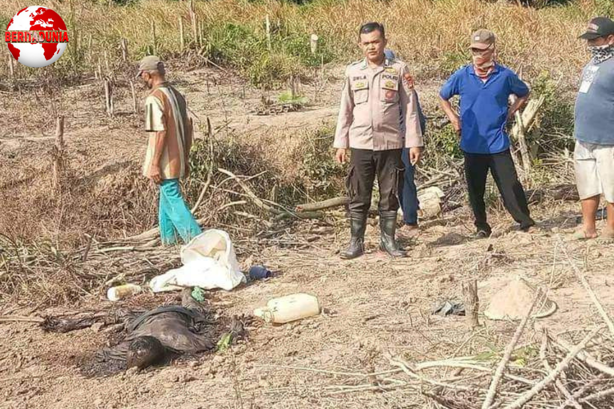 Penemuan Maya Laki Laki DIpeladangan Singkong Pemukiman Mesuji Timur!