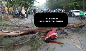Seorang Pria Warga Bengkulu Tewas Tertimpa Pohon Tumbang Saat Angin Kencang!