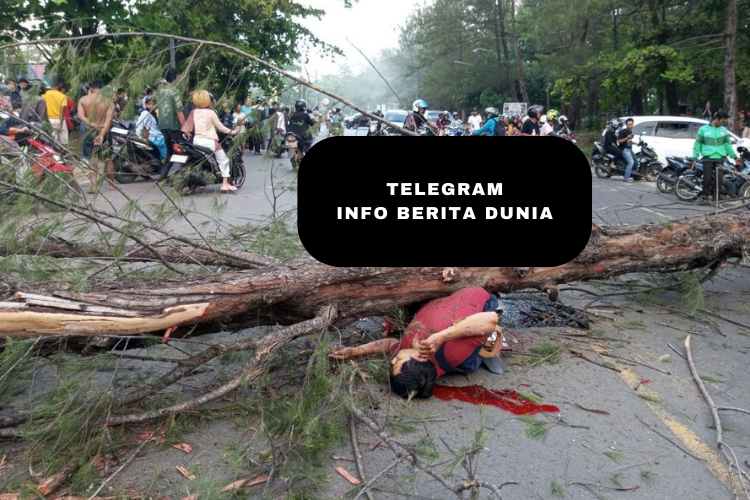 Seorang Pria Warga Bengkulu Tewas Tertimpa Pohon Tumbang Saat Angin Kencang!