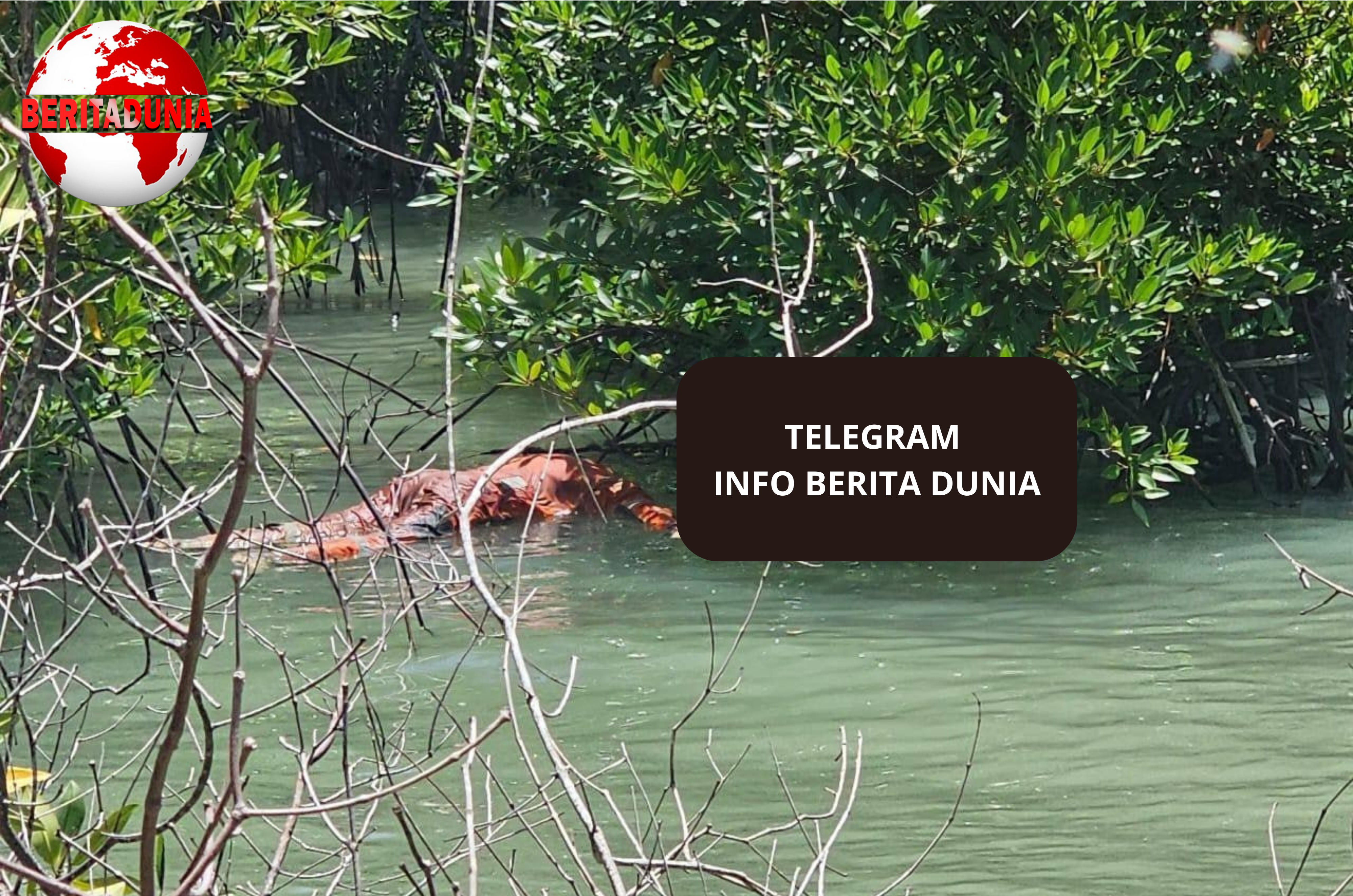 Tengkorak Manusia Ditemukan di Perairan Pulau Mudu!
